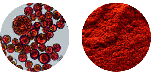 Astaxanthin (Haematococcus)