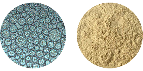 DHA (Schizochytrium)